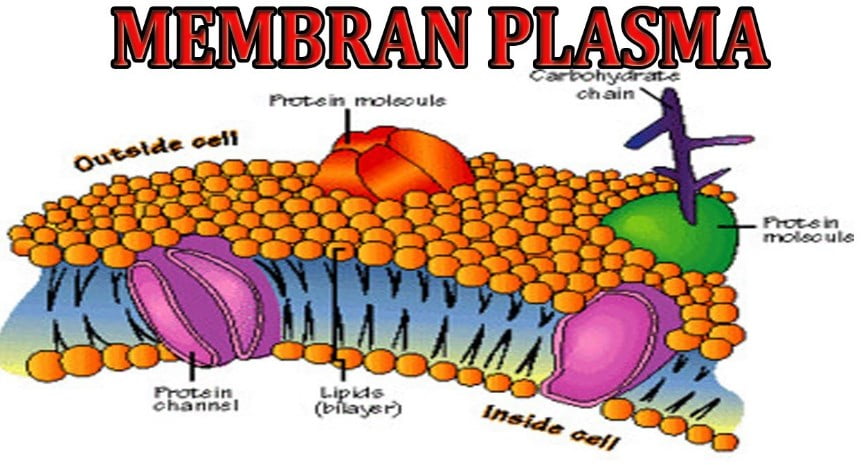 Fungsi Dari Membran Plasma Pada Makhluk Hidup Uspace Id