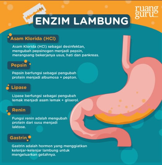 Berikut Fungsi Zat Yang Dihasilkan Lambung Simak Apa Saja! Uspace.id