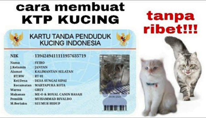 Cara Membuat KTP Kucing