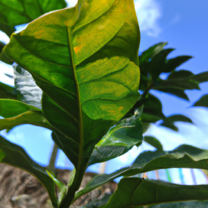 Apa Yang Dimaksud Dengan Ide Pokok