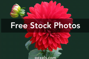 Photos For Free