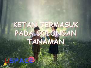 ketan termasuk pada golongan tanaman 29603