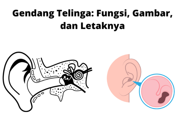 Fungsi Gendang Telinga