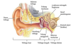 Fungsi Gendang Telinga