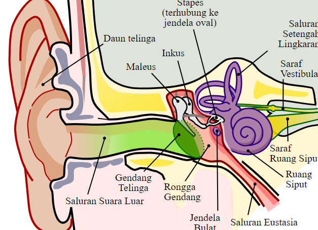 Fungsi Gendang Telinga