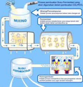 Proses Fermentasi dalam Bidang Teknologi Pangan